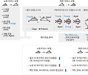 "건강수명 장내 유익균이 좌우".. 노화에 영향