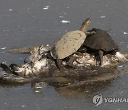 MIDEAST ISRAEL PHOTO SET BIRD FLU HULA NATURE RESERVE