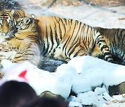 [조용헌 살롱] [1329] 호랑이의 상징