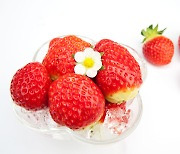 일본 딸기가 사라졌다.. 15년만의 역전극