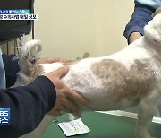 "동물병원 진료비 미리 알린다"..개정 수의사법 내일 공포