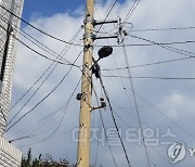 고용부 "하청 근로자 감전사 관련 한국전력 지사장·현장소장 입건"