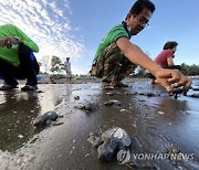 PHILIPPINES CONSERVATION MARINE TURTLES