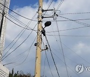 여야, 한전 하청근로자 감전사에 애도.."죽음의 외주화 막겠다"