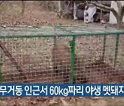 울산 남구, 무거동 인근서 60kg짜리 야생 멧돼지 포획