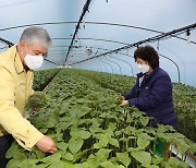 금산 대표 작목 깻잎 매출 635억원 달성..전년보다 4.1%↑