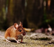 중국 연구진 "오미크론, 사람-쥐-사람으로 '숙주 건너뛰기'한 것"