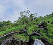 백두대간 설악산권역서 눈잣나무·담비 등 희귀동식물 다수 확인