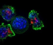 코로나 백신 mRNA 기술로 '심장 섬유증' T세포 치료법 개발