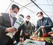용인시, 전국 최초 친환경농법 '양대파' 출하