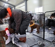 '안철수를 팝니다!' 오늘은 동물보호단체 봉사활동