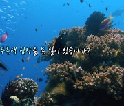 [위클리콘] 한국낚시채널 FTV 쾌거..'푸른심장, 산호' 지구 온난화 경고