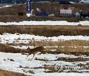 나들이 나온 고라니