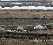 고니와 재두루미