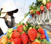 [팩트체크]딸기 가격 비싼 게 수출 늘어난 탓?
