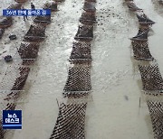 '바다의 치유력'..천수만 김양식 36년 만의 재개