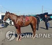 말 탈출..차량 2대와 충돌