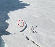 돌연 갈라진 빙하에 홀로 떨어진 펭귄의 선택은? (영상)