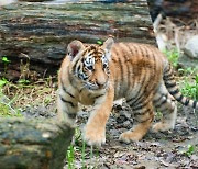 Youngest of 5 Korean tiger siblings at Everland dies unexpectedly