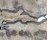 [다이노+] 길이 10m, 꼬리까지 거의 완벽..英 최초 트리고노돈 어룡 화석