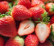 딸기 가장 맛있게 먹을 수 있는 보관 온도는?