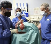 돼지가 시한부 환자 살렸다.. 美 연구팀, 최초 돼지 심장 이식