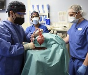 "획기적 수술"..美, 유전자조작 돼지심장 첫 인체 이식