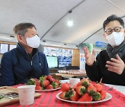 김현수 농림장관, 딸기 가격 급등에 "이달 중순 안정될 것"