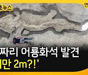 [30초뉴스] 머리만 2m..1억 8천만 년 전 10m짜리 어룡화석 발견