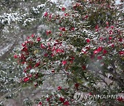 겨울에 꽃 피운 동백나무