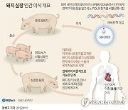 [그래픽] 돼지 심장 인간 이식 개요