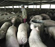 태국, 돼지고기 가격 폭등 속 아프리카돼지열병 발병 첫 확인