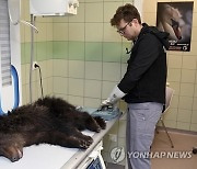 Poland Bear Cub
