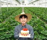 SPC그룹, 논산 딸기농가 청년농부 지원.."베이커리용 80톤 수매"
