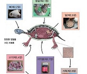 15년간 불법거래 들통난 거북이만 30만 마리.. "이러다 멸종돼요"