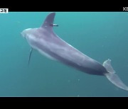 [7시 현장] 바다 곳곳에서 생존 위협 '위기의 돌고래들'
