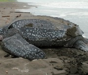 국제적 멸종위기 '거북'..식별 안내서로 불법 국제거래 막는다