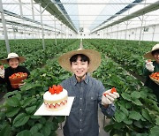 SPC, 논산 청년 농부 지원 나서.."신품종 딸기 80톤 구매"