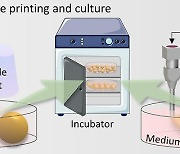 인체 미세조직 대량생산 3D 바이오프린팅 기술 개발