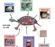 '국제적 멸종위기 거북 식별 쉽게'..국립생물자원관 안내서 배포