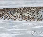 얼어붙은 연제저수지에 앉아있는 새들