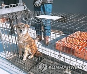 '들개 때문에 고민' 김제시, 전문가 4명으로 포획단 꾸려