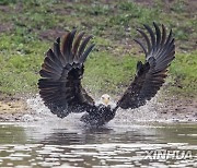 U.S.-SAN FRANCISCO-BALD EAGLE