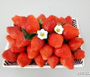 지난해 딸기·포도 수출 1억달러 돌파..프리미엄 이미지에 '고가판매'