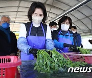 청도 한재미나리 세척하는 김혜경