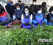 청도 한재미나리 손질하는 김혜경