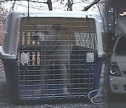 [밀착카메라] 세 뼘 트럭 짐칸에 가두고 1년..빗나간 동물 사랑