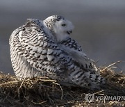USA SNOWY OWLS