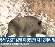 강릉서 'ASF' 감염 야생멧돼지 12마리 발견
