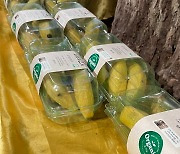껍질 두꺼운 바나나를 왜 굳이..한국은 플라스틱 후진국? [지구, 뭐래?]